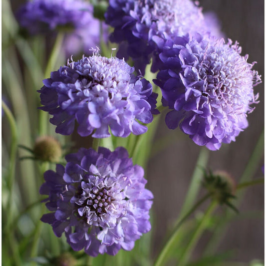 Scabiosa Oxford Blue seeds