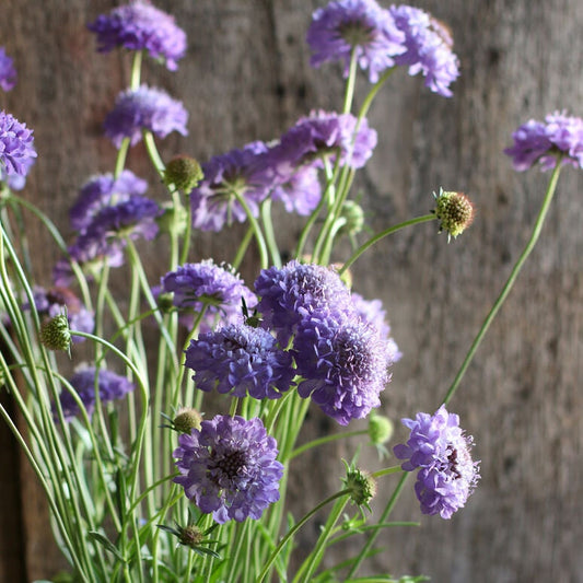 Scabiosa Oxford Blue seeds