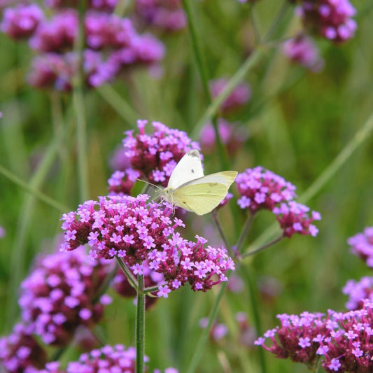 Tall Verbena seeds
