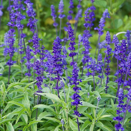 Victoria Blue Salvia seeds