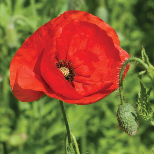 Red American Legion corn Poppy seeds