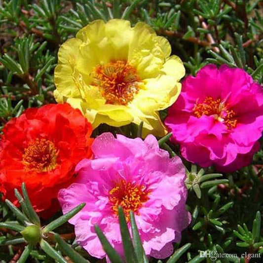 Portulaca Double Mix seeds