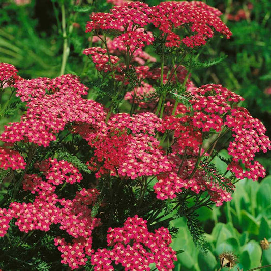 Yarrow Cerise Queen seeds