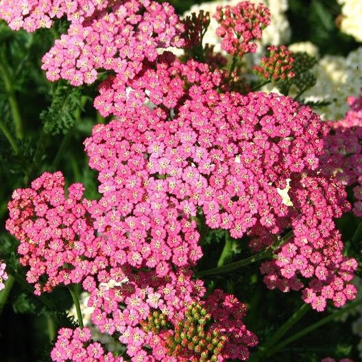 Yarrow Cerise Queen seeds