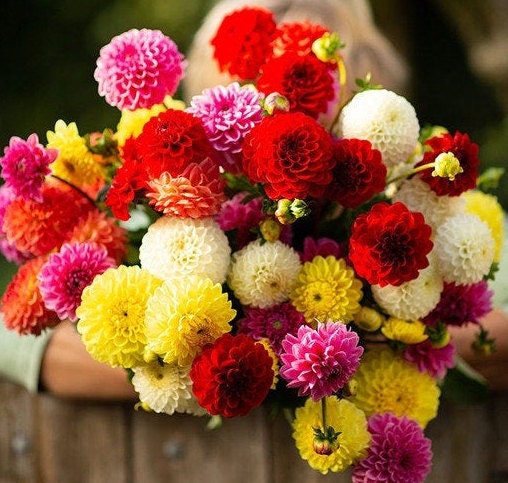 Dahlia variety: Dandy Improved, Bishop's Child, Showtime/Showpiece, Pompon (30-40 seeds per variety x4)