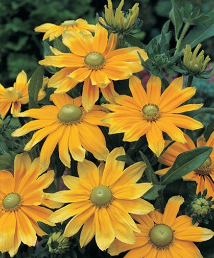 Rudbeckia Irish Eyes seeds