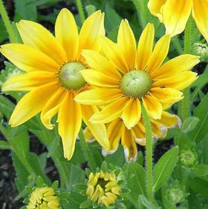 Rudbeckia Irish Eyes seeds