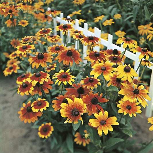 Rudbeckia Rustic mix seeds