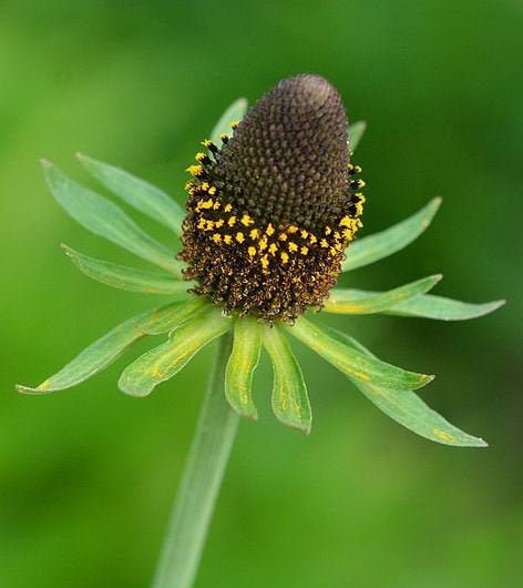 Rudbeckia Green Wizard seeds