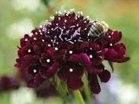 Scabiosa Black Knight seeds