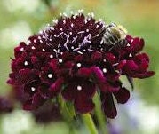 Scabiosa Black Knight seeds