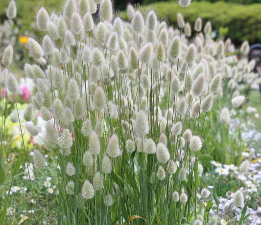 Bunny Tails Grass seeds