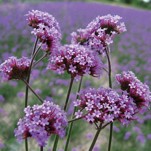 Tall Verbena seeds