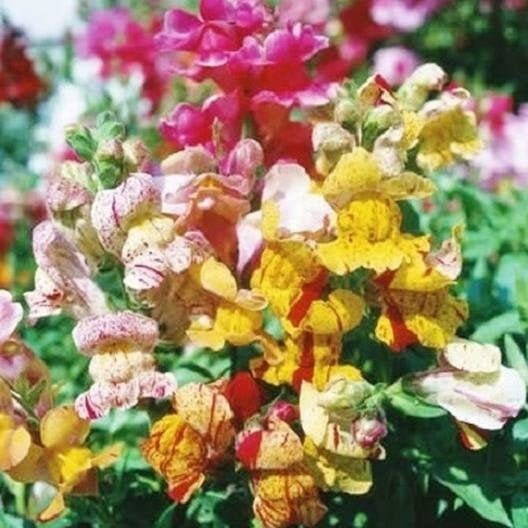 Snapdragon Brighton Rock seeds