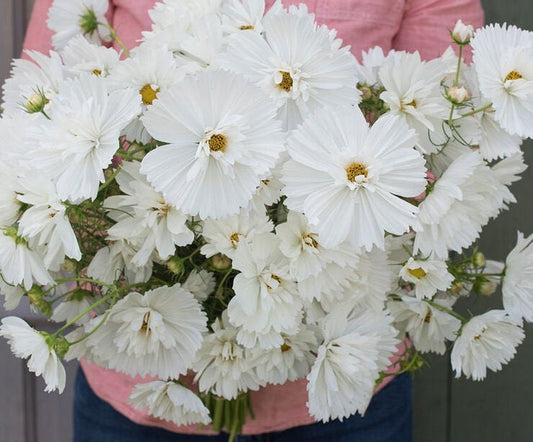 Cosmos Fizzy White seeds