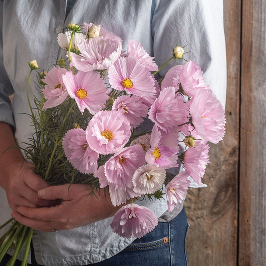 Cosmos Cupcakes Blush seeds