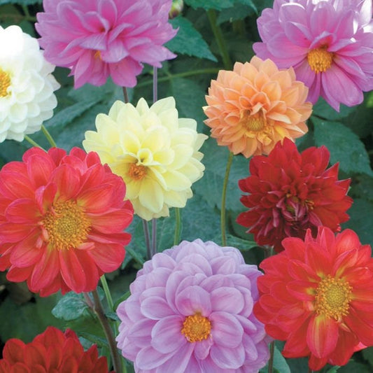 Giant Dahlia Showtime Mix seeds