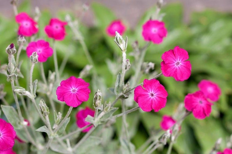 Rose Campion Lychnis Coronaria seeds