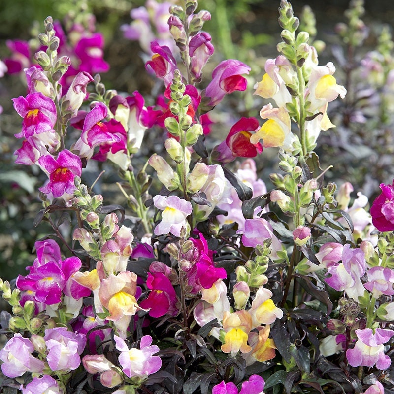 Snapdragon Twilight Mix seeds