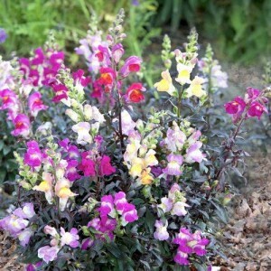 Snapdragon Twilight Mix seeds