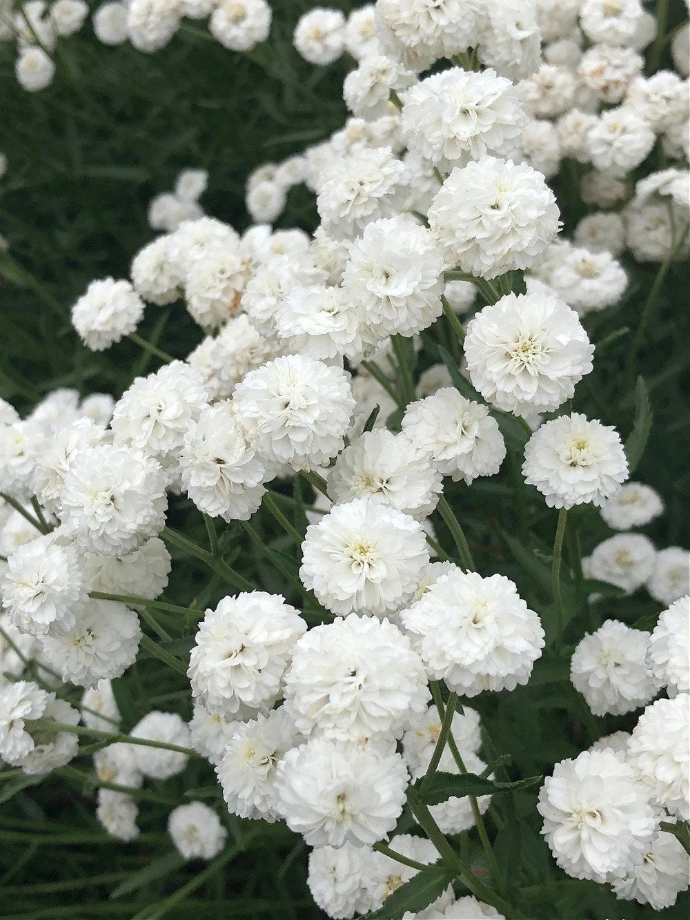 Yarrow The Pearl seeds