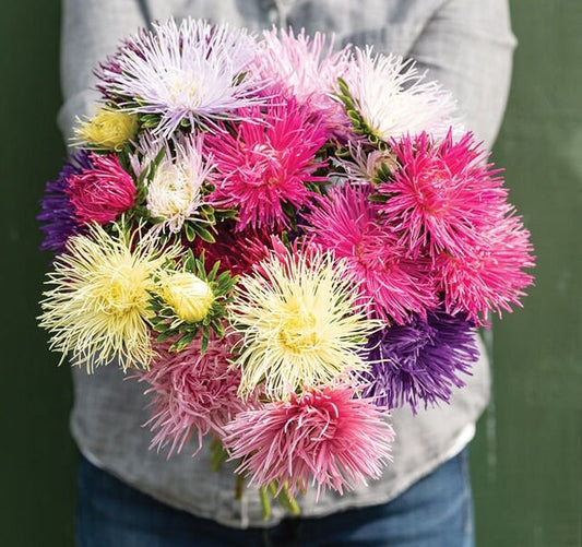 Valkyrie Mix Aster seeds