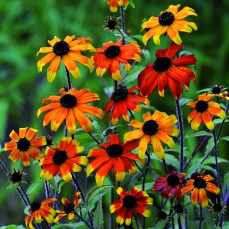 Rudbeckia Triloba Prairie Glow seeds