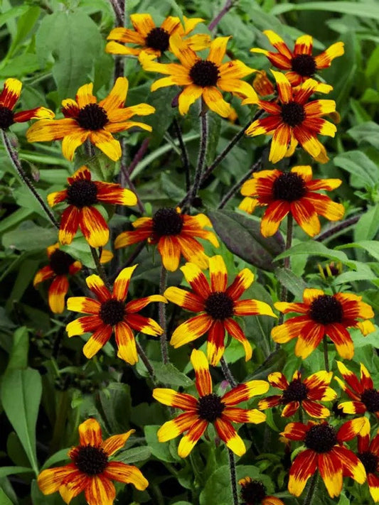 Rudbeckia Triloba Prairie Glow seeds