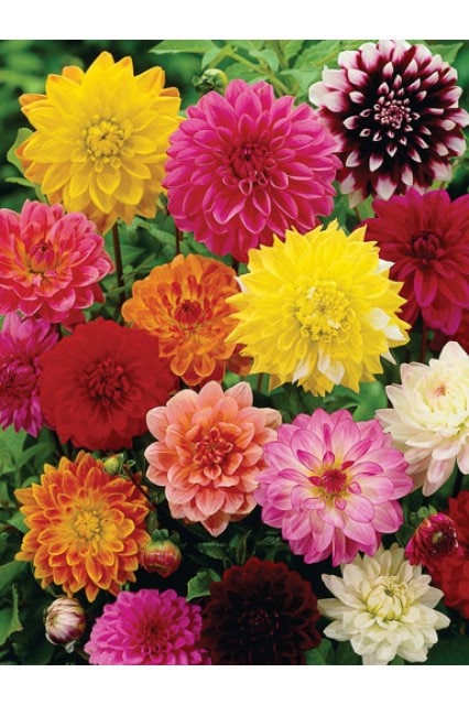 Giant Dahlia Showtime Mix seeds