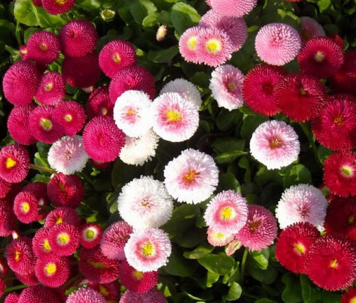 English Daisy Super Enorma Mix seeds