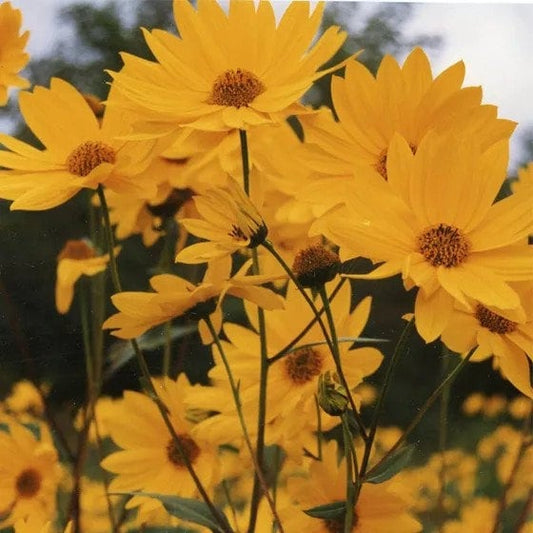 Maximillian Sunflower seeds *Perennial*