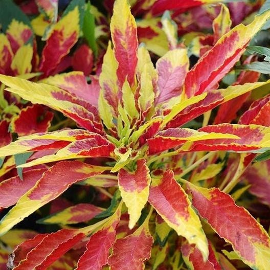 Amaranthus Splendens Perfecta seeds