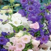 Campanula Calycanthum Cup & Saucer Mix seeds