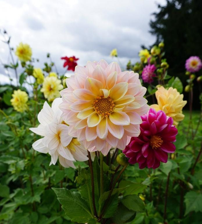 giant dahlia seeds 30 Giant Dahlia Showtime Mix seeds