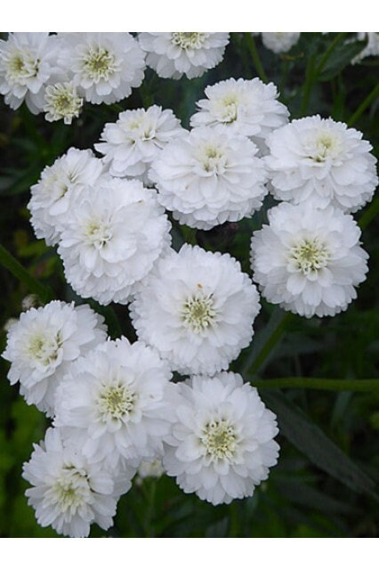 Yarrow The Pearl seeds