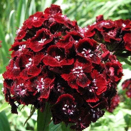 Sweet William Black Adder seeds