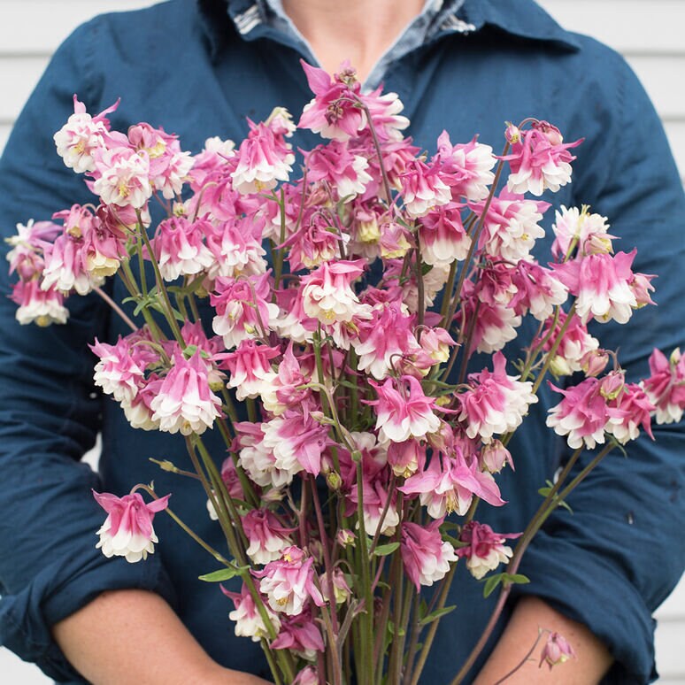 Columbine Pink Petticoat seeds