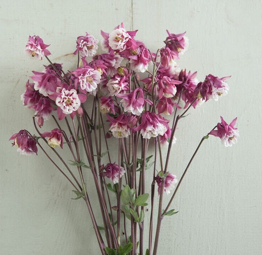 Columbine Pink Petticoat seeds