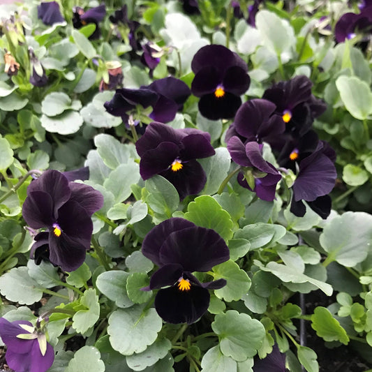 Viola Back to Black seeds