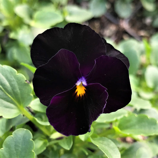Viola Back to Black seeds
