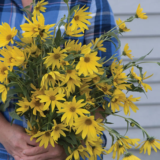 Maximillian Sunflower seeds *Perennial*