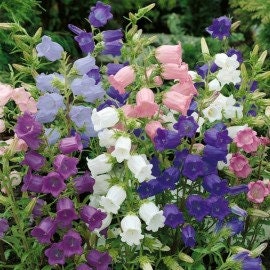 Campanula Calycanthum Cup & Saucer Mix seeds