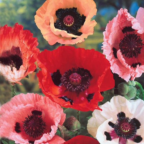 planting giant poppy seeds 50+ Giant Hybrids Orientale Poppy seeds
