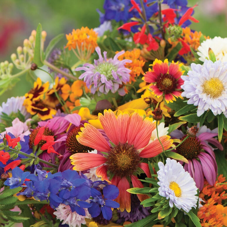 Butterfly and Hummingbird Mix Flower seeds