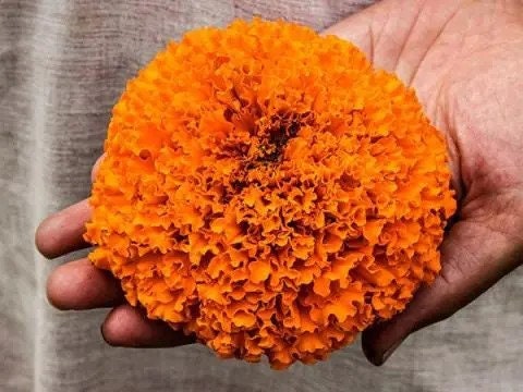 75+ Giant Crackerjack Mix Marigold seeds