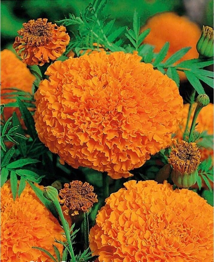 75+ Giant Crackerjack Mix Marigold seeds