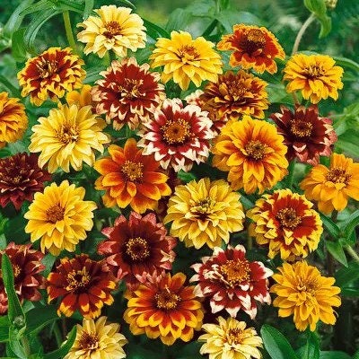 Zinnia Persian Carpet Mix seeds