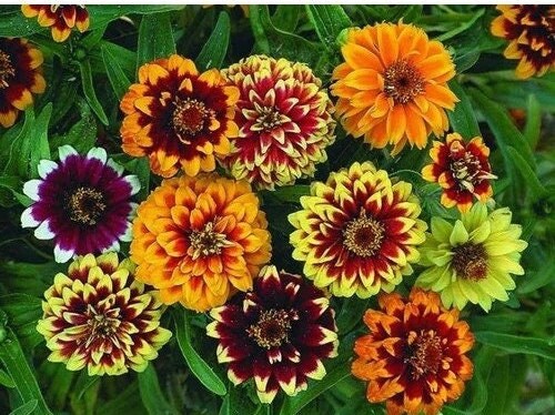 Zinnia Persian Carpet Mix seeds