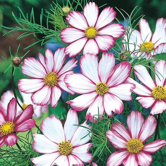 Cosmos Candy Stripe seeds