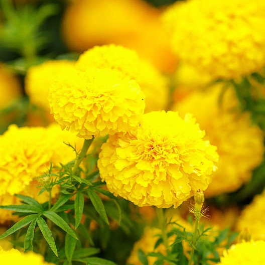 75+ Giant Crackerjack Mix Marigold seeds